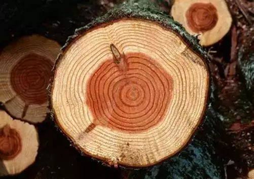 “千年紫檀，百年酸枝” 如何判断红木树材木龄 就看它
