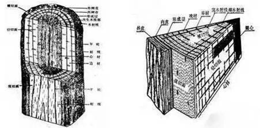 “千年紫檀，百年酸枝” 如何判断红木树材木龄 就看它