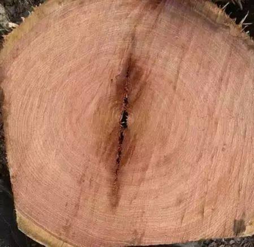 “千年紫檀，百年酸枝” 如何判断红木树材木龄 就看它