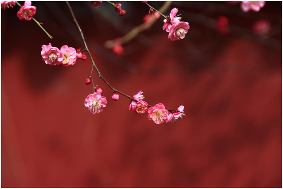 大明照明·新中式风格：百花开烂漫 恋恋好时节