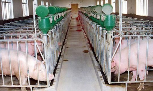 越来越多的猪场采用空气能热泵，非常受欢迎