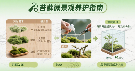 苔藓微景观养护指南：室内水景墙的生态平衡术